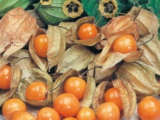 ケープグースベリー