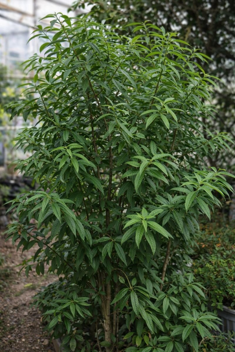 レモンバーベナ